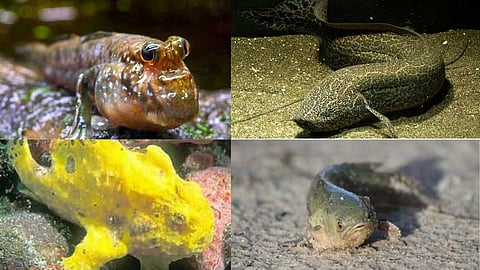 Fish that can walk on land