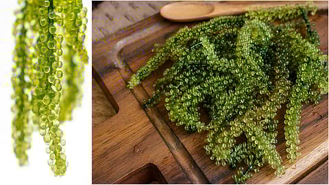 Caulerpa lentillifera or sea grapes