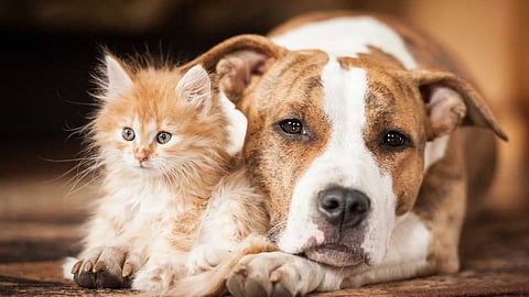 cat and dog unity