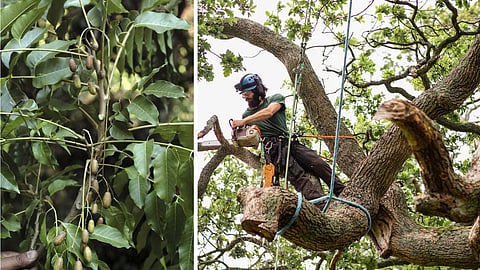 Uses of sandalwood neem
