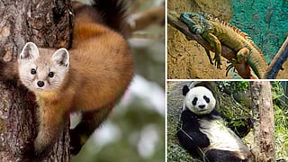 Rare animals in india