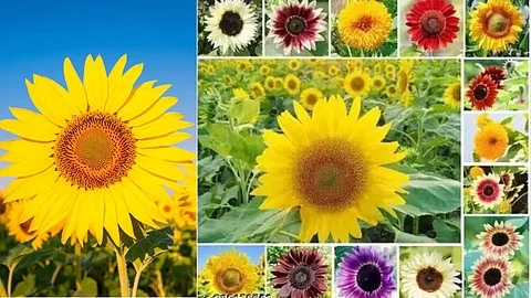 Sunflower varieties