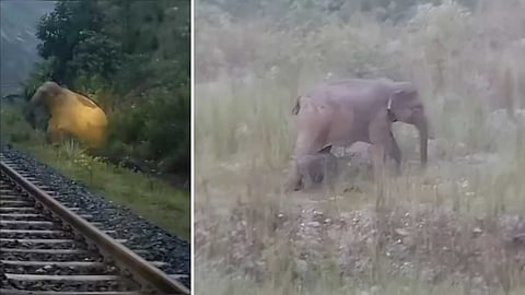 Elephant delivered in Jharkhand railway track