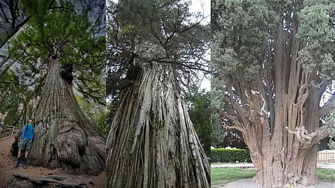 Ancient trees