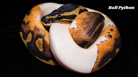 ball python pet