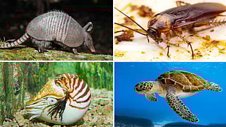 Some animals with shells