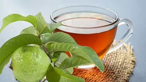 Guava leaf tea