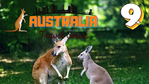 Kangaroos - Australian Travel Series