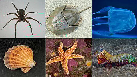 6 rare animals with more than two eyes