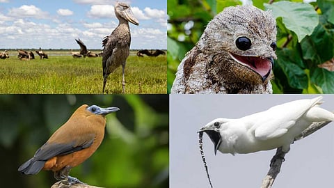 Birds that make horrible noises