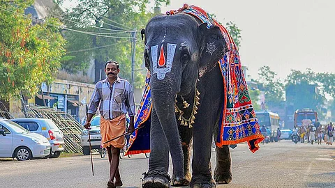 Temple elephant