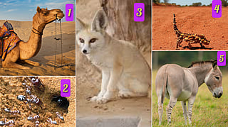 5 creatures that live in extreme heat..