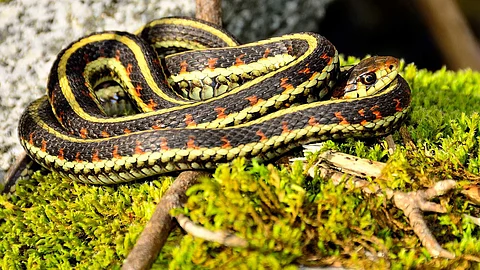 snake island