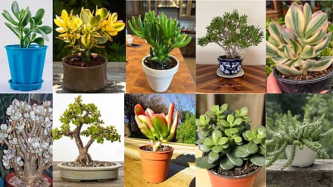 Jade plants that bring luck