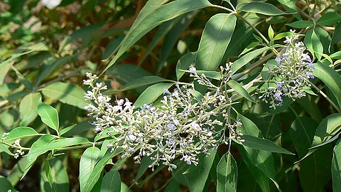 Medicinal properties of the Nochi plant