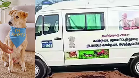 ambulances only for humans