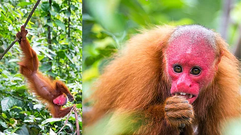 Bald uakari monkey