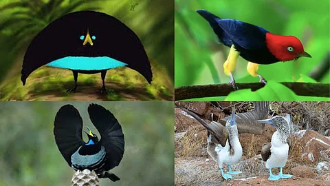 Dancing birds