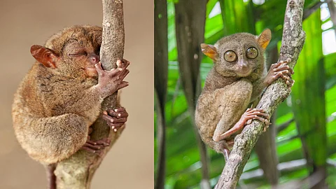 Tarsier animal facts