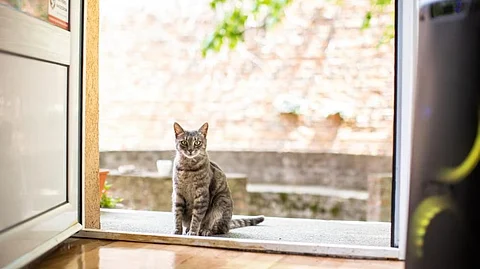 Cat coming home