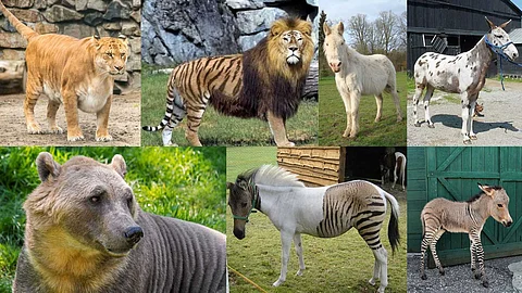 Rare hybrid animals