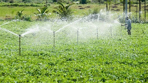 Natural herbicide