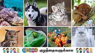 Images for kids article