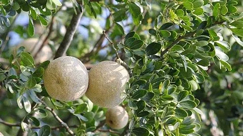 Vilaam fruit tree