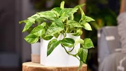 Marble Queen Pothos plant that attracts money