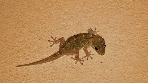Lizard Benefits