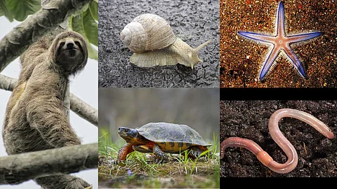 Creatures that cannot run
