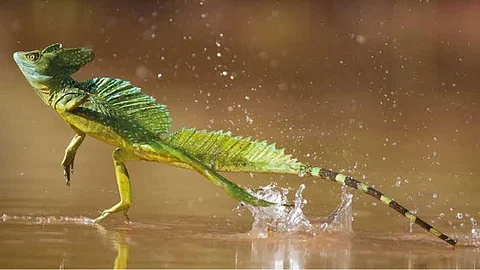 Basilisk lizard
