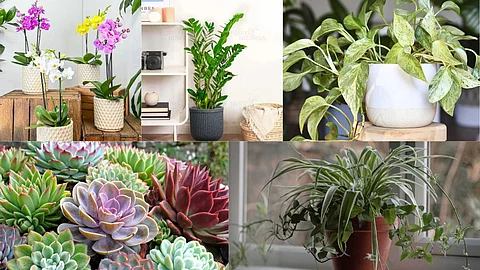 Best small plants for office desk