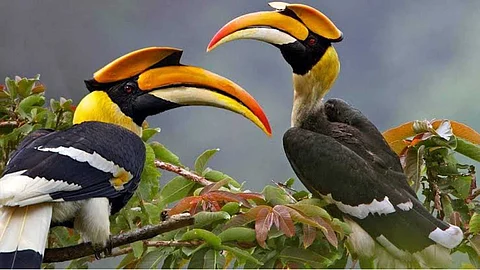 Hornbill birds life style