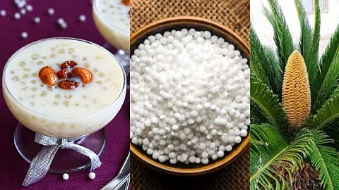 Javvarisi Payasam with Sago Palms