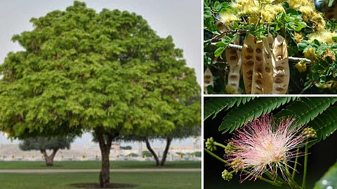 Health benefites of vaagai tree