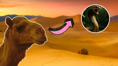 tears of camel and venom skake