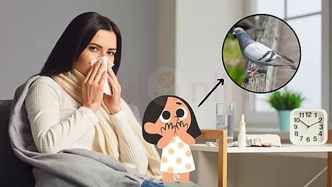 illness and pigeon