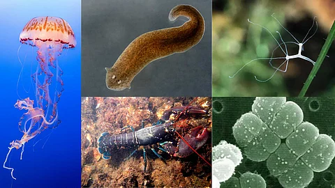 Creatures that amaze science
