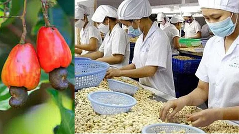 Cashew nuts Production