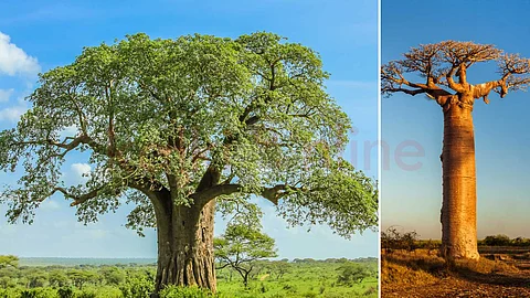 A tree that grows in Africa