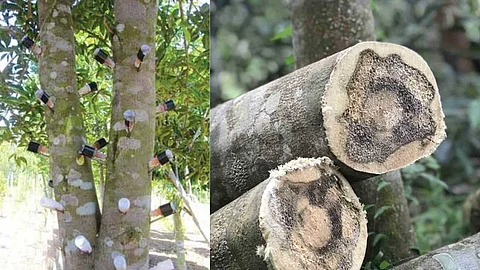 Benefits of Agarwood Tree