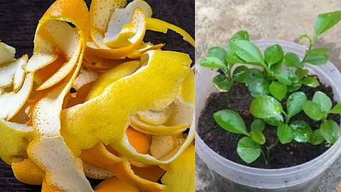 Benefits of lemon peel in home garden