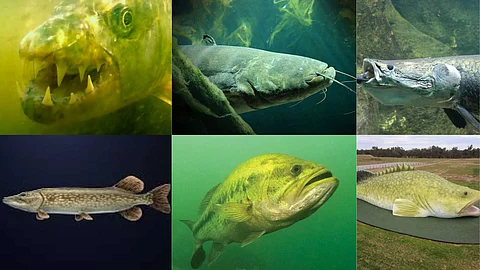 Fish that prey on birds