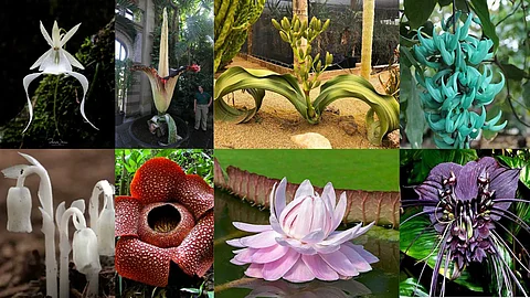 Plants that baffle scientists