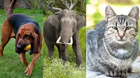 Animals with a strong sense of smell