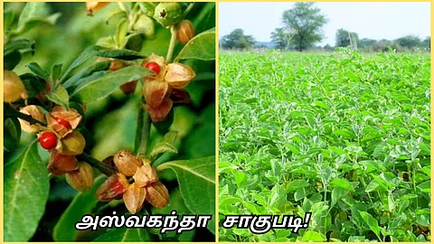 Ashwagandha Cultivation