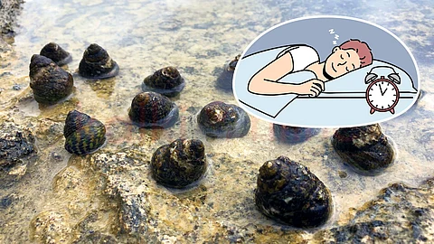 Sea Snail