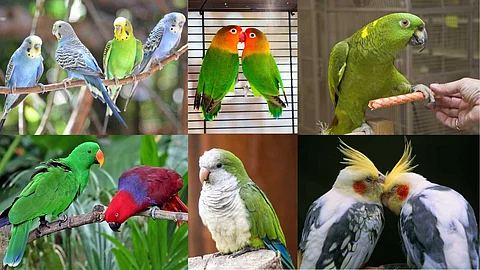 Parrots Maintenance and habits
