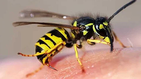 Life-threatening Yellow-tapped wasp